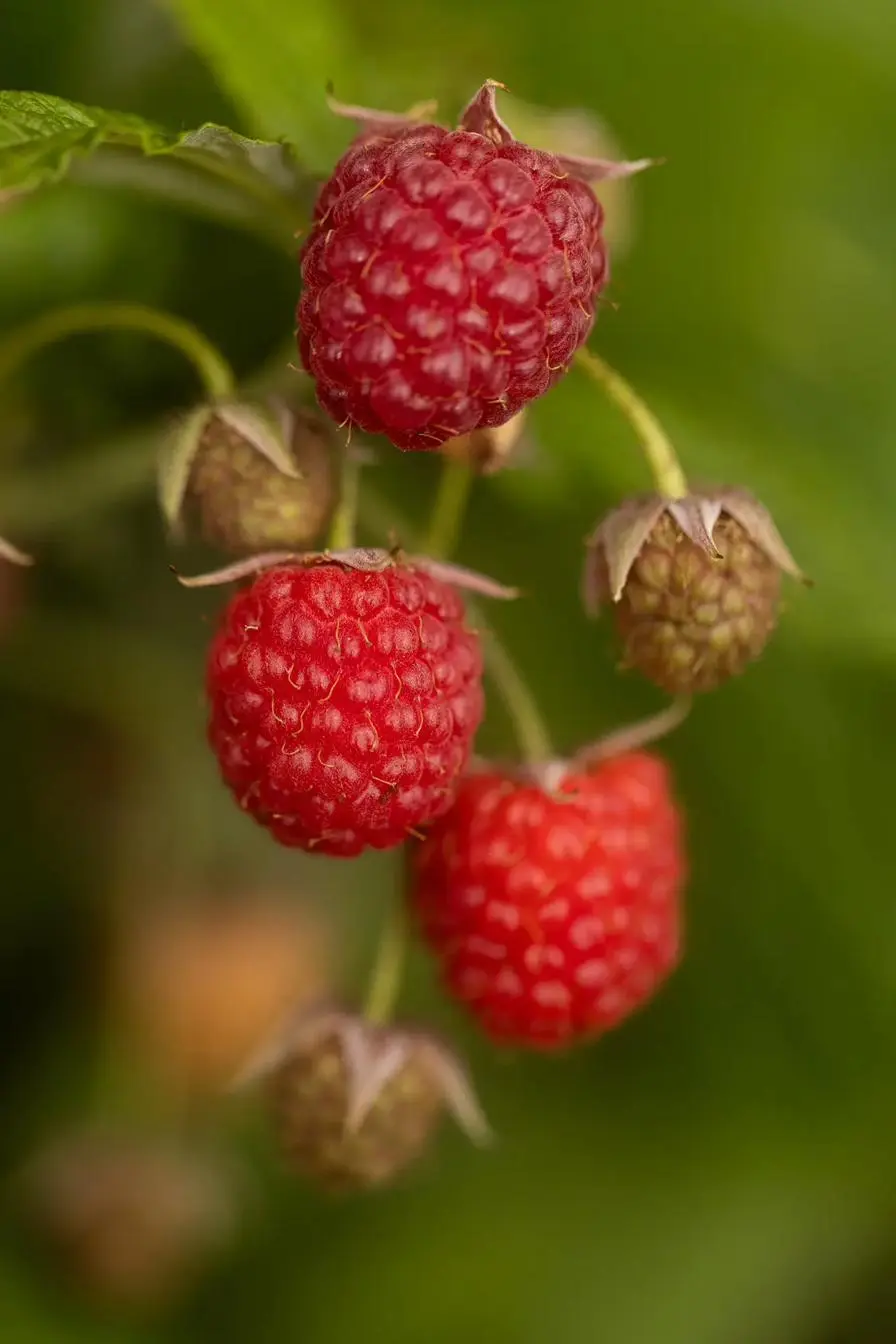 Himbeeren am Strauch