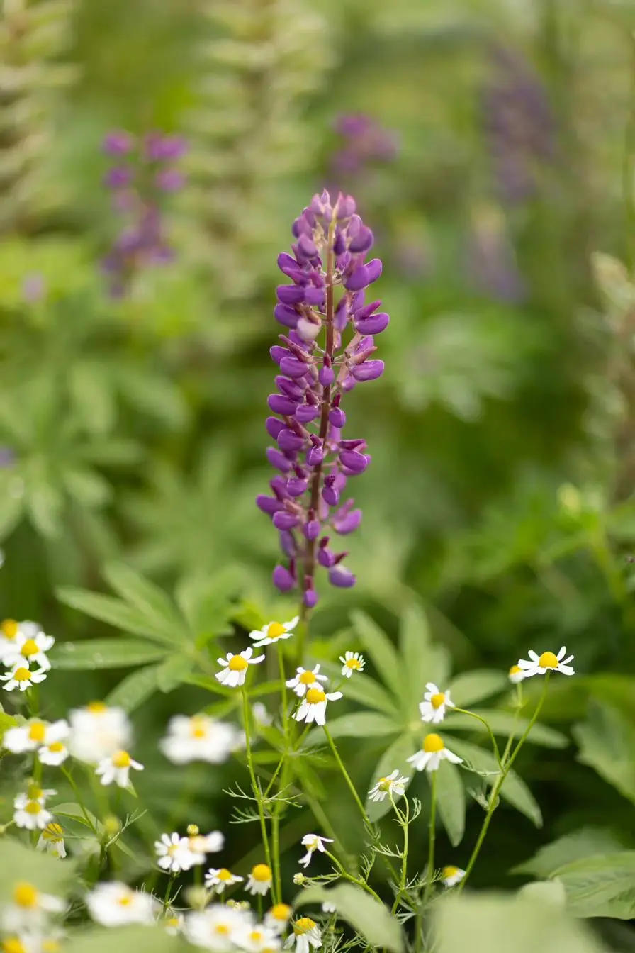 Lupine zwischen Kamille