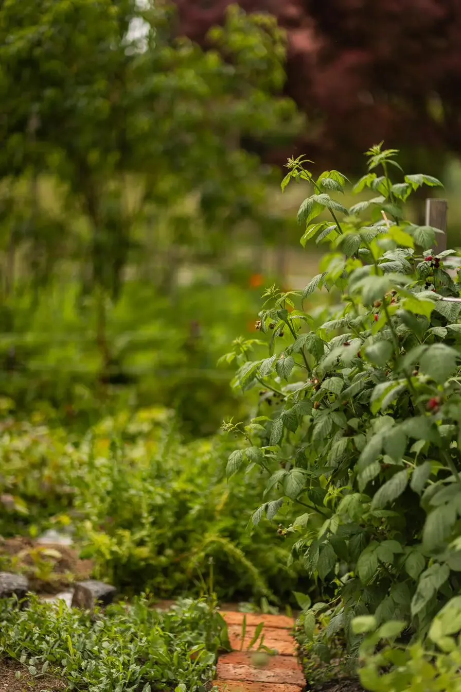 Der Permakultur-Garten der Villa Oiva im Sommer