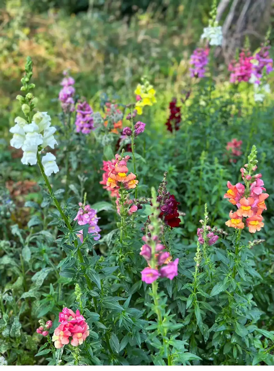 Wildflower meadow