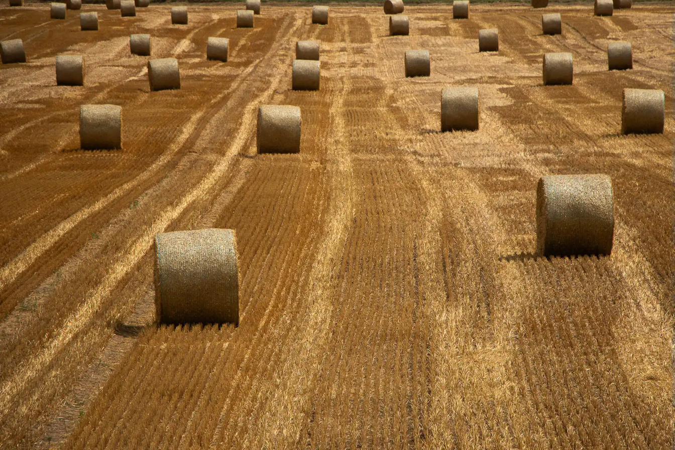 Golden haybales in Brandenburg fields