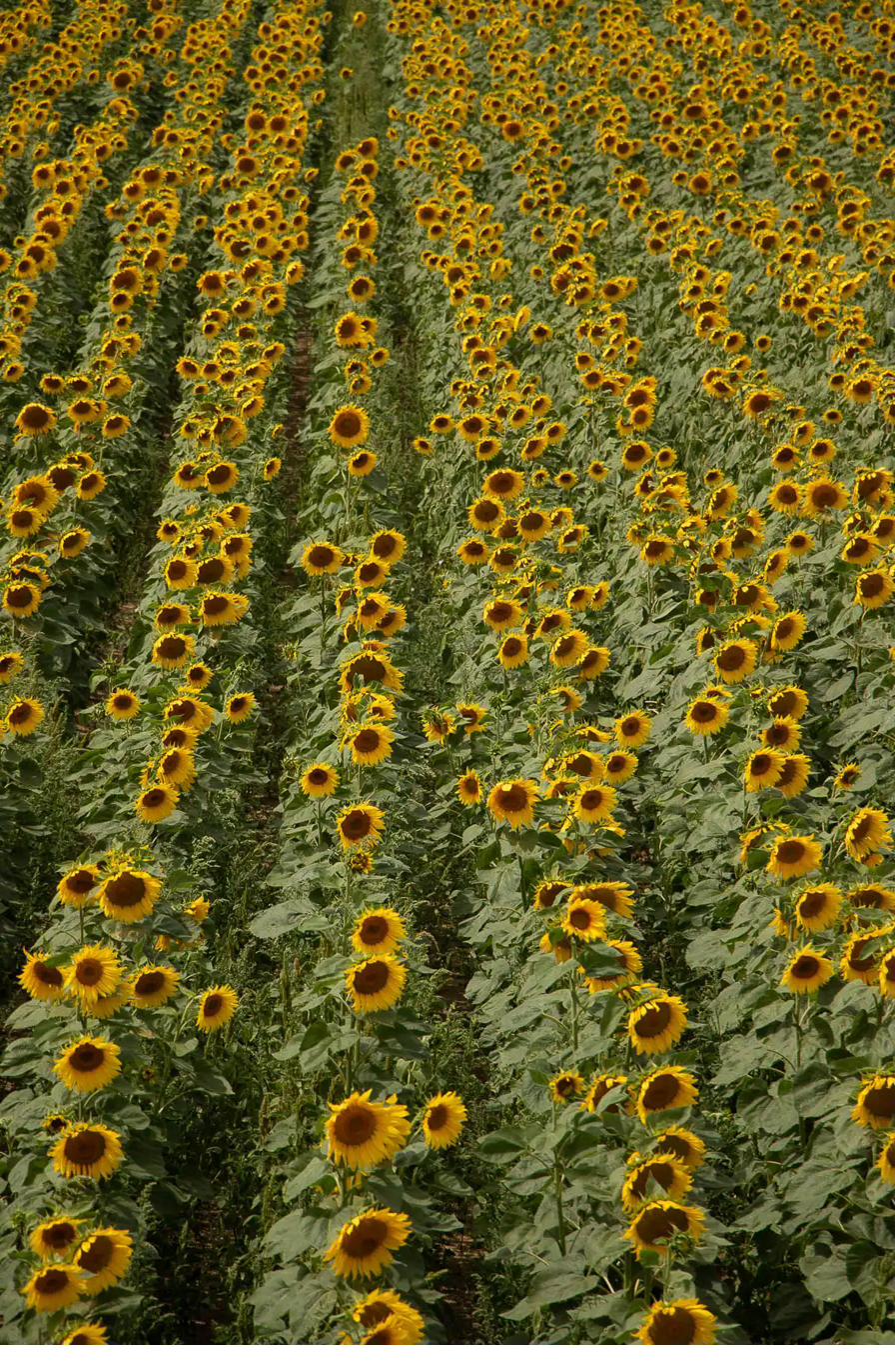 Brandenburg landscape