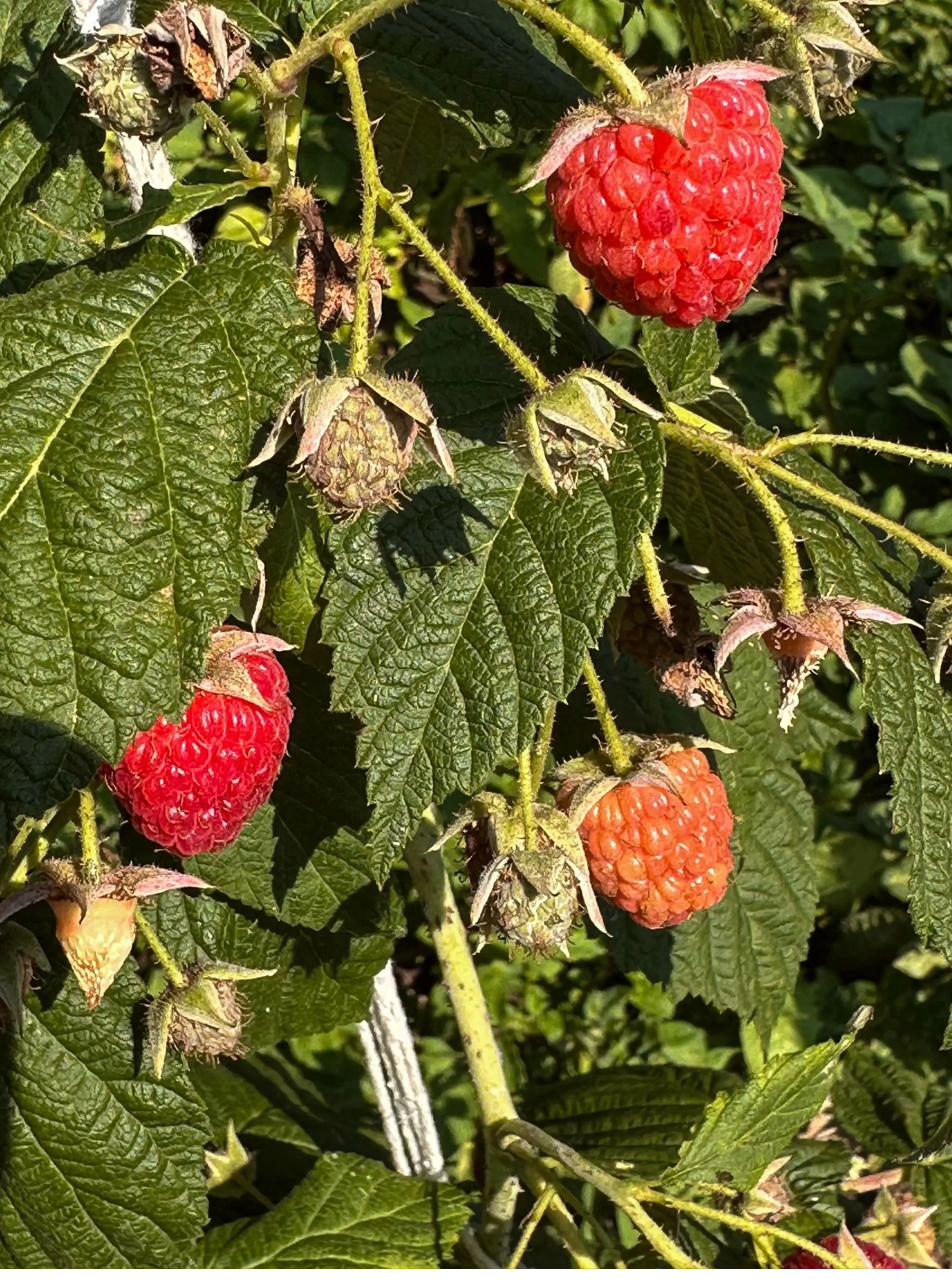 Raspberries from the permaculture garden