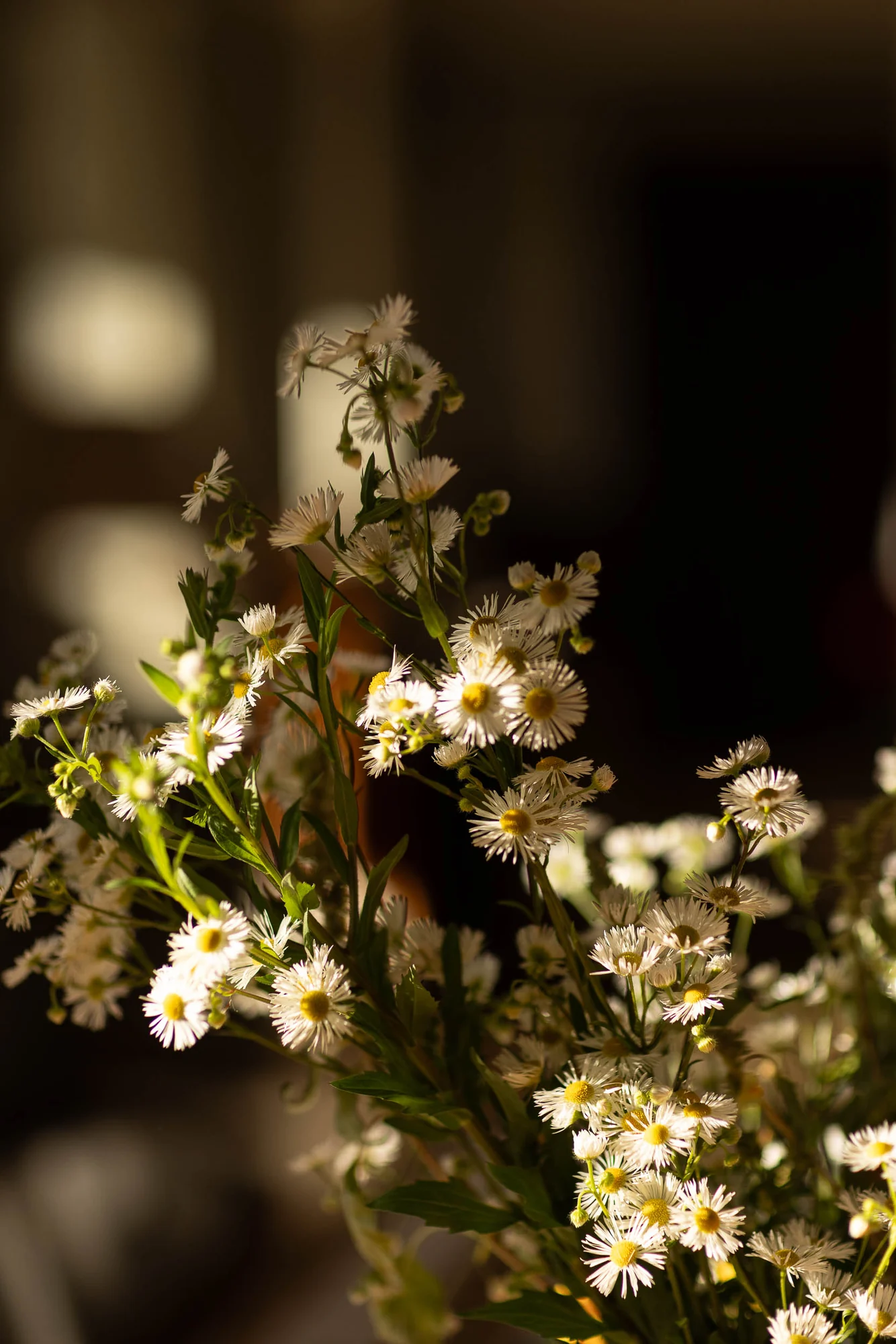 Wild white fleabane in low evening sunlight against a dark room