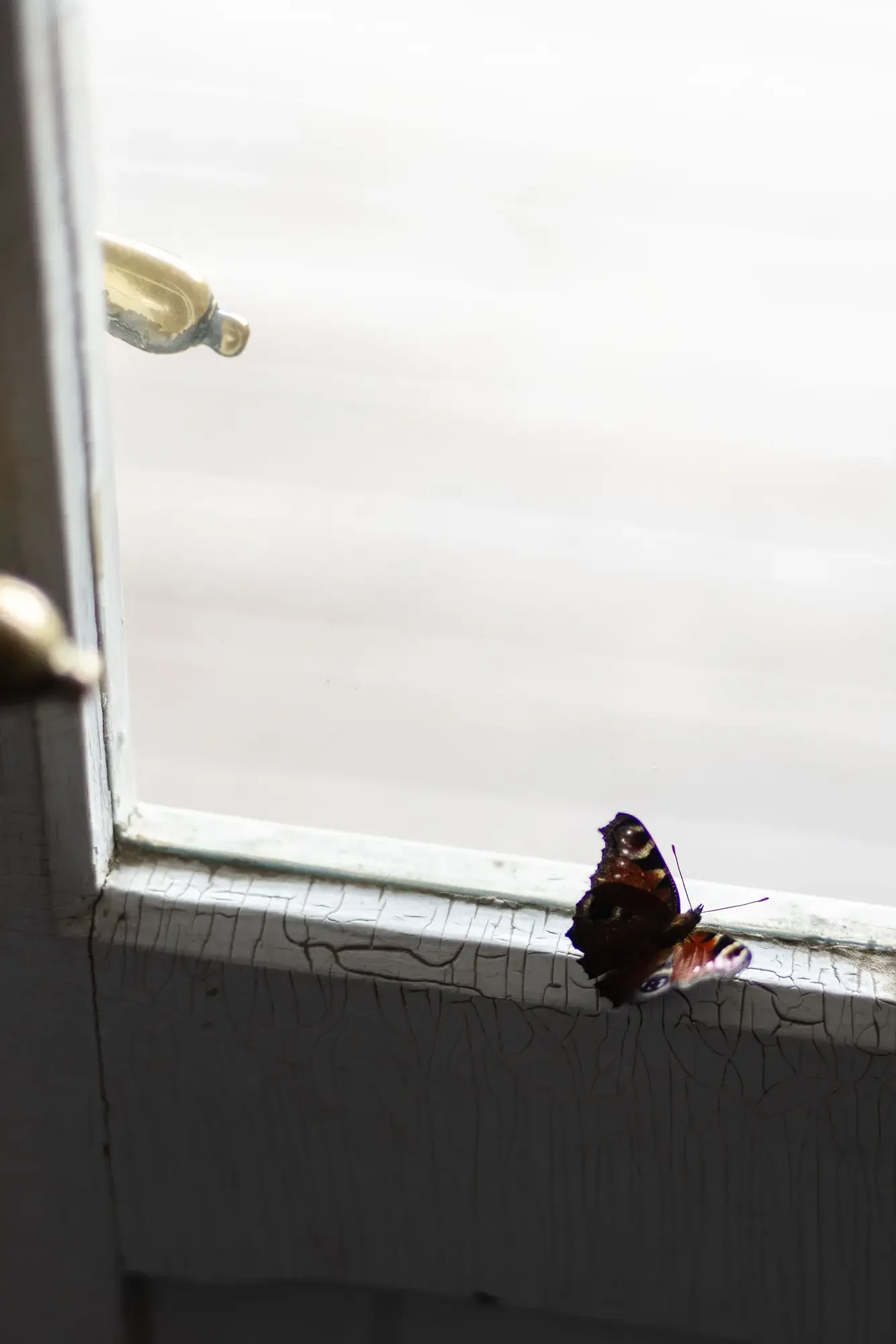 Schmetterling auf der weißen Fensterbank im Gegenlicht