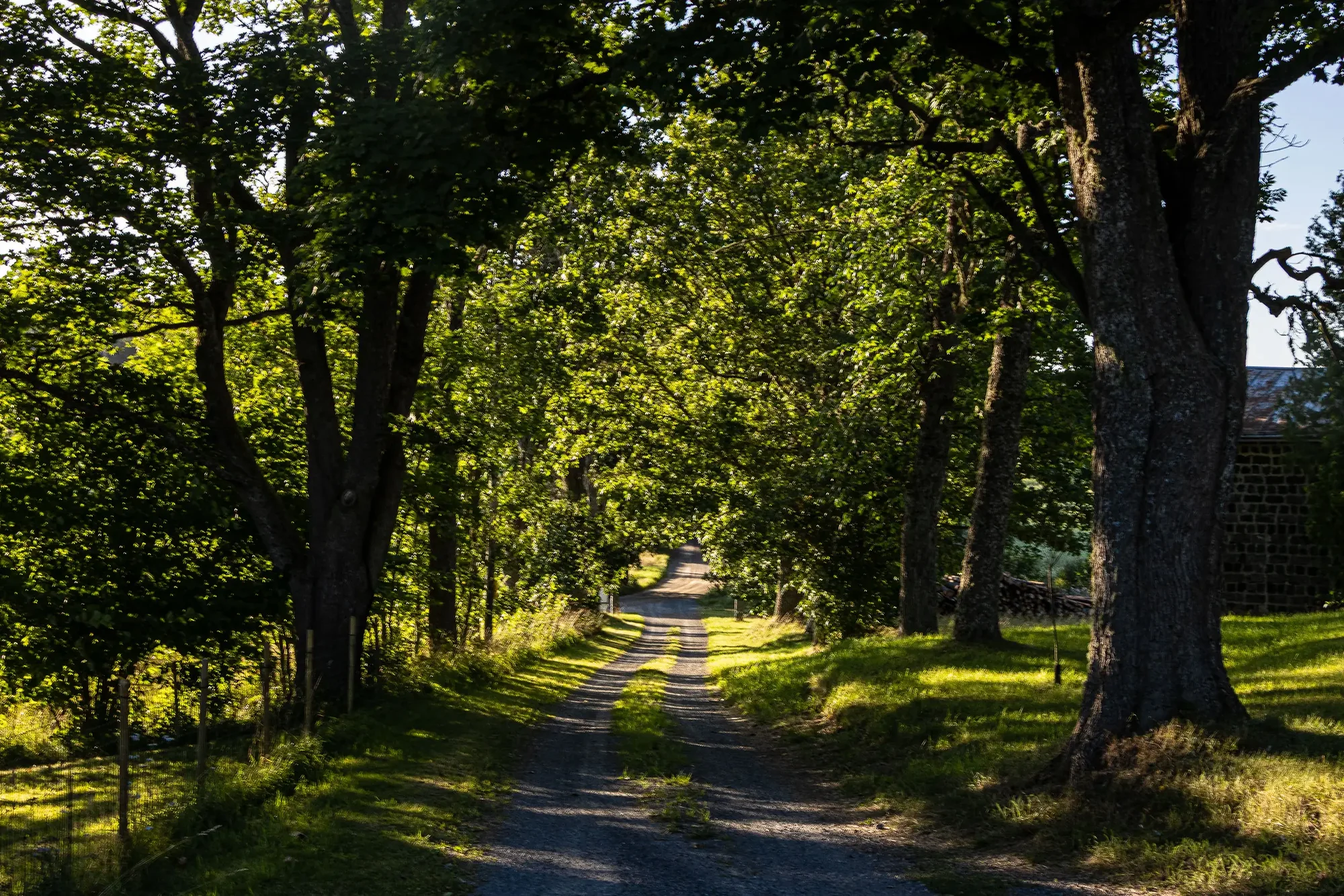 Sommerliche Baumallee mit Schotterweg und grünem Blätterdach am Hof Kansjerf Gård